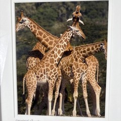Framed Giraffe Photograph Signed Pat Benter Kenya Wildlife 16×13