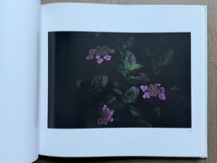 🎈Signed! Daido Moriyama – Color 2, 1999 Limited Edition, HC, Slipcase SupRARE!