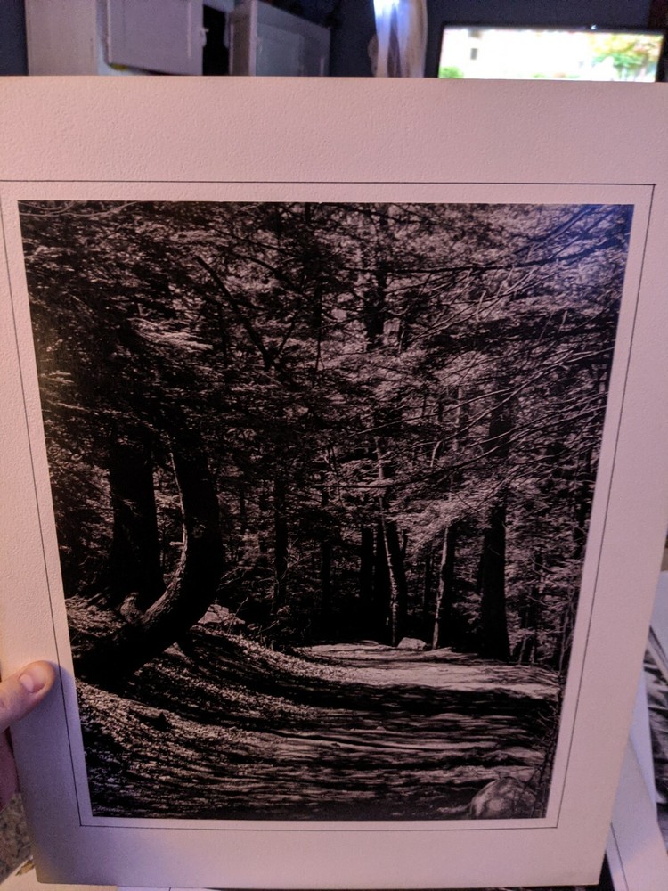 FOREST HIKING PATH LARGE ORIGINAL ART PHOTO B&W STETTNER VTG MATTE NJ CAMERA