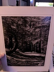 FOREST HIKING PATH LARGE ORIGINAL ART PHOTO B&W STETTNER VTG MATTE NJ CAMERA