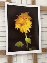 Landscape photograph- Yellow Sunflower 8.5×11