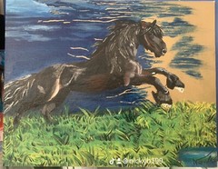 Cuadros ( friesian horse)