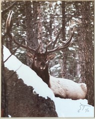 Vintage Male Bull Elk Picture Photograph Framed Signed Photo SCT Ltd Ed 8/50 EUC