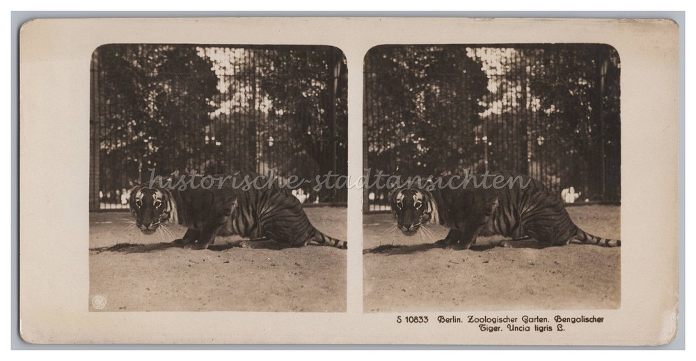 Berlin – Zoological Garden – Bengal Tiger – Old Stereo Photo Photo 1910s