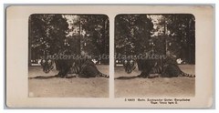 Berlin – Zoological Garden – Bengal Tiger – Old Stereo Photo Photo 1910s