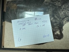 2 x Study Chimpanzee Head on Glass Plate, Photo TE1204