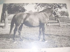 Signed photo winner mare Karpfhamer folk festival 1953 broodmare in frame!