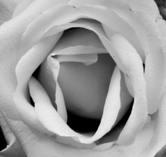 «White Rose» Fine Art Photograph by Steve Carlisle. 16” X 16”