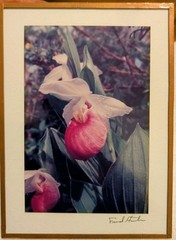 Vtg Fred Horton Photography of Ladyslipper in Copper Frame Signed 5x7in