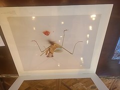 Catherine Chalmers Praying Mantis and Caterpillar Remains 1994 Large Original