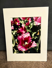 The Parrot Tulip Signed Color Photograph by Sarah W. , Matted Portrait
