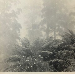 Rare JOHN B EATON ‘Ferns in Misty Landscape’ AUSTRALIA PICTORIALIST Signed PHOTO