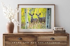 Wildlife Photography Print – Two Mule Deer Between Aspen Trees in Colorado