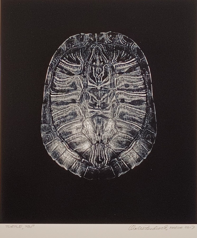 Charles Fendrock ‘Turtle, Top’ Unframed B&W Photograph – Large Format