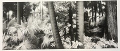 Original GEIR JORDAHL ‘Botanical Gardens Melbourne Australia’ Plants PHOTOGRAPH