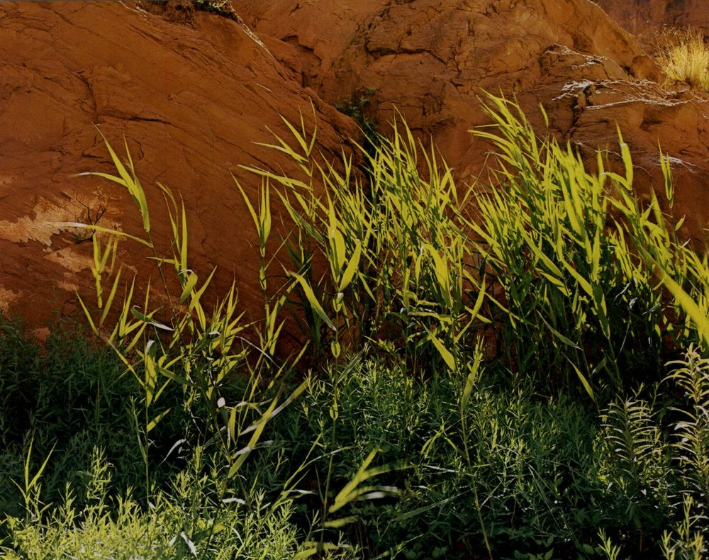 1962 Eliot Porter Glen Canyon Willow Canes Wilson Creek Art Photo Gravure