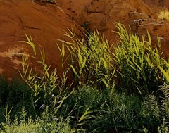 1962 Eliot Porter Glen Canyon Willow Canes Wilson Creek Art Photo Gravure