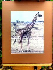PHOTOGRAPHY ART BY: Aaron M. Gordon, Giraffe in East Africa, 1986, Hand Signed.
