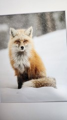 Red Fox in the Snow Original Fine Art Wildlife Photography Print by Rey Kifuri