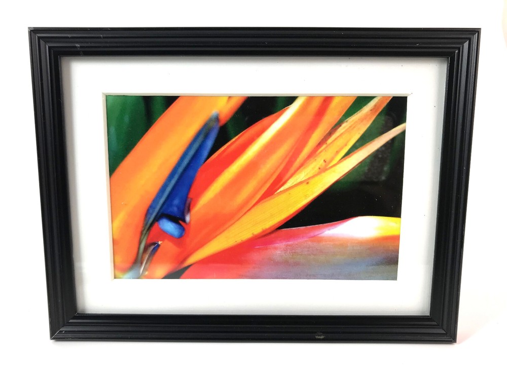 BIRD OF PARADISE FLOWER 4×6 » MATTED AND FRAMED PHOTO PRINT, READY TO HANG