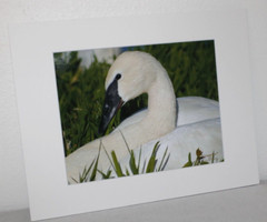 Trumpeter Swan Wildlife Photo 8″ x 10″ in 11″ x 14″ Matte Signed by Kim Barry