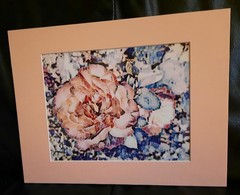 Matted Photograph: Rose Whispers