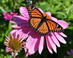 Art Photograph 8×10 Viceroy Butterfly on Echinacea Coneflowers Artist Signed