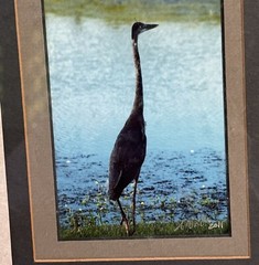 Louisiana Silhouette Of A Great Blue Heron Photo Print Signed & Dated