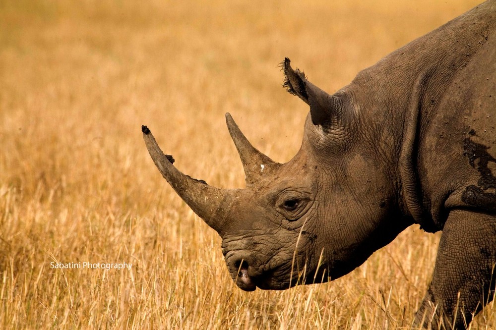 Black Rhino, Masai Mara, Kenya 11 x 14 Print Metallic Paper