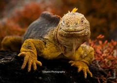 Smiling Land Iguana, South Plaza Island, Galapagos 11 x 14 Print Metallic Paper