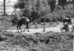 J.W. Howlett Black + white Photograph focusing on a Group of Travelers W/ Camel
