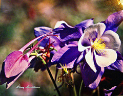 Harry Bowden «Columbine Colorado» Signed 8X10, Sealed, Matted 11X14 Frame Ready