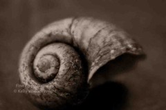 KELLY WILLIAM WRIGHT Still Life Apple Snail Shell Original Zen Photo Art 13×19