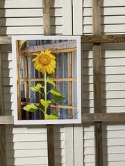 Landscape photograph- Sunflower Standing Tall 8.5×11