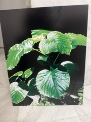 John Corey Photographer Boston “Garden corner Light” Original Print 20”x16”