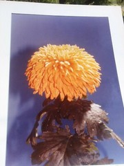 LOT OF 3 ORIGINAL COLOR PHOTOGRAPHS OF PLANTS FLOWERS 14.5 X 10.25 INCHES