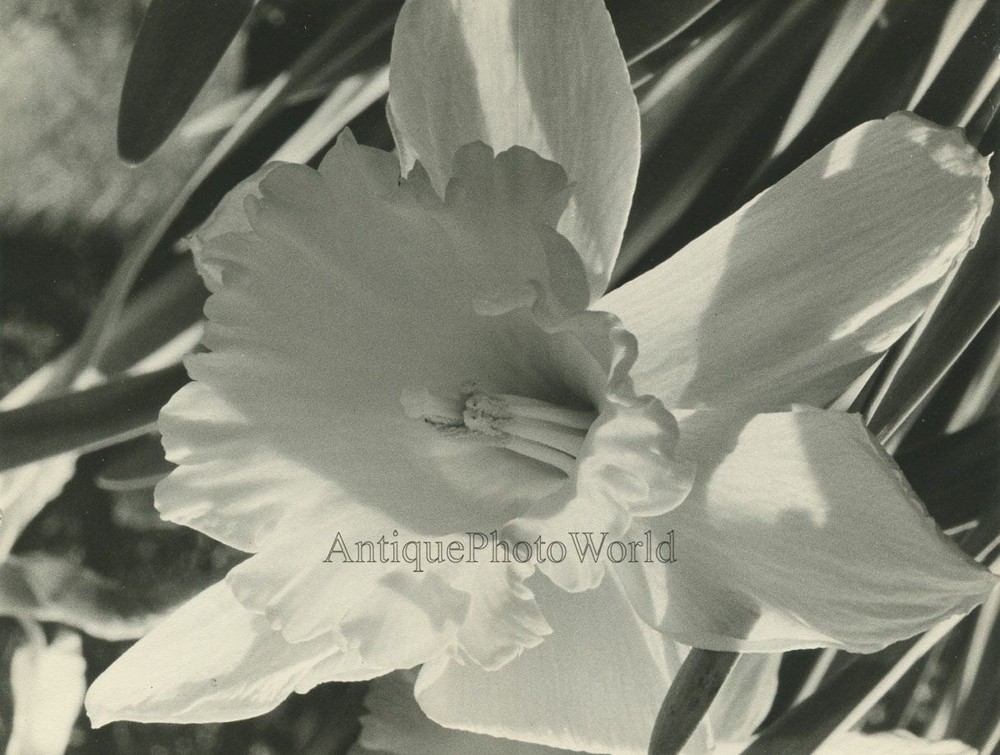 Daffodil flower blossom close up vintage art photo