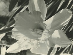 Daffodil flower blossom close up vintage art photo