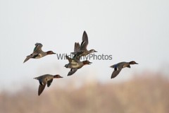Green Winged Teal Photo, Pick One Image – Various Sizes