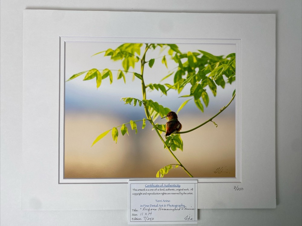 Photograph RUFOUS HUMMINGBIRD AT SUNRISE Double matted Limited Edition 7/250 COA