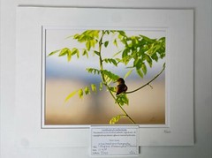 Photograph RUFOUS HUMMINGBIRD AT SUNRISE Double matted Limited Edition 7/250 COA