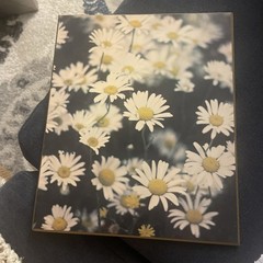 1973 Vintage Daisies Photo Print – Fine Art Plaques Studio One