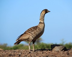 Hawaiian Goose or Nēnē 11×14 Photograph Print 11″x14″