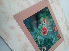 Marigold Double Matted Photo 3.5×5 in 8×10 Matted Frame Includes Hanging String