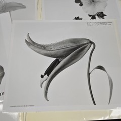 Irving Penn Flowers Press Release With Photos