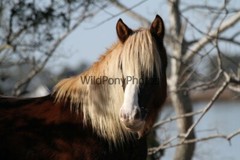 Chincoteague Pony Photo -Stallion Riptide- Pick One Image -Various Sizes