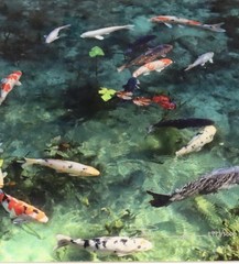 Signed Limited Edition Color Nature Photo Prints Set of 4: Waterfall Koi Bamboo
