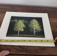 Light & shadow Mounted Matted Photo Erik Stensland Scenic Photography Trees