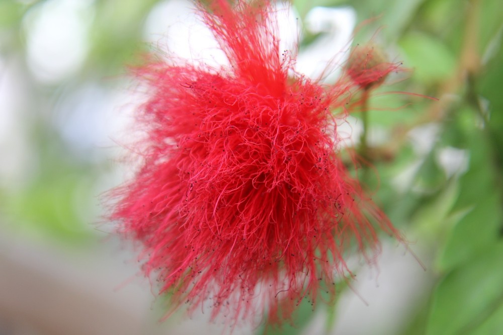 Calliandra Flower Celebrity Model Photo Print #1 Private Collection in Store