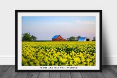 Country Photography Print – Picture of Red Barn in Canola Field in Oklahoma